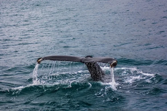 First Chance    Kennebunkport, ME